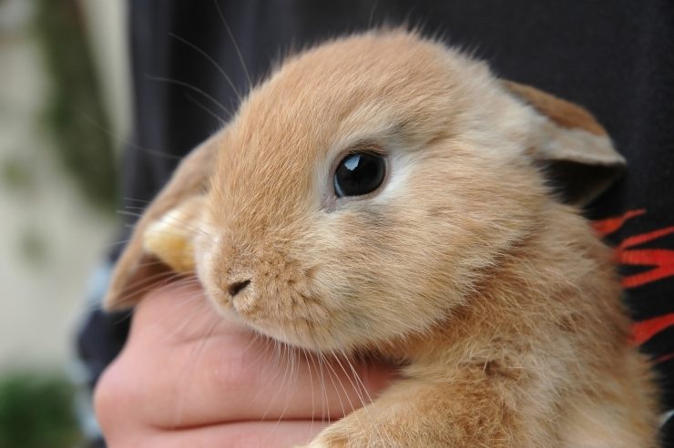 うさぎの鼻涙管閉塞ってどんな病気 原因や症状 治療法や予防法を徹底解説 うさぎとの暮らし大百科