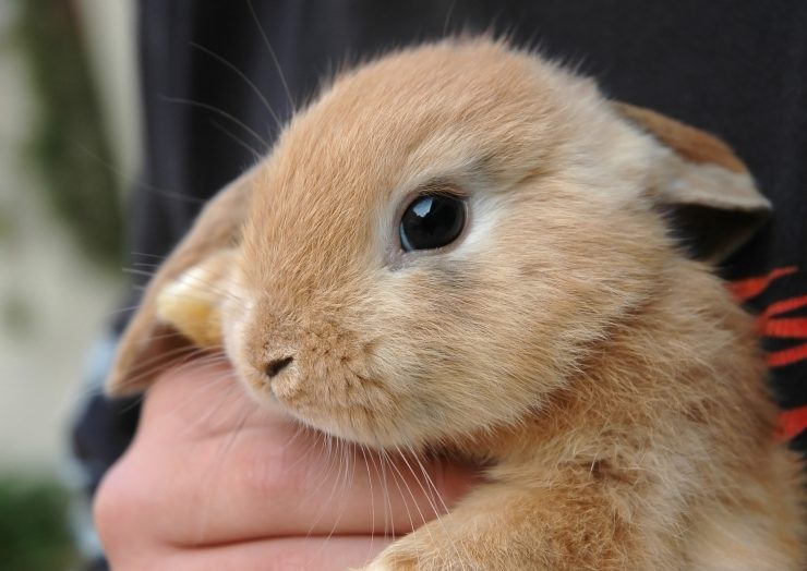 うさぎの結膜炎ってどんな病気 原因や症状 治療法や予防法を徹底解説 うさぎとの暮らし大百科