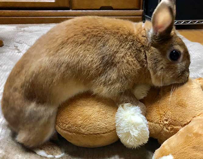 うさぎを飼うなら知っておきたい 繁殖の基本 うさぎとの暮らし大百科