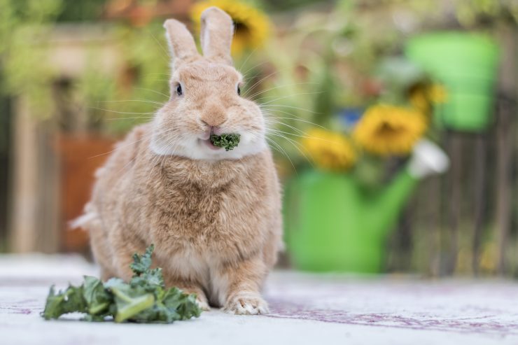 うさぎが草を食べる様子