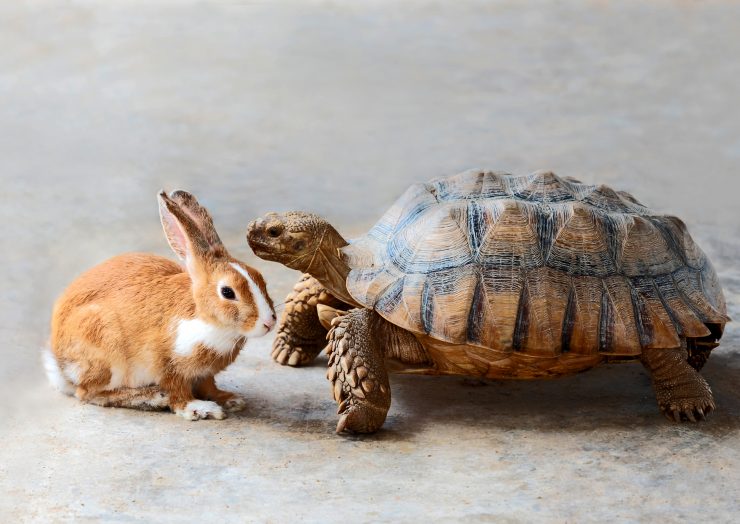 うさぎと亀 ってどんなお話 学ぶべき教訓は うさぎと亀は一緒に飼える うさぎとの暮らし大百科