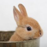 うさぎの性別はどうやって見分ける 性格に違いはある 一緒に暮らしやすいのはどっち うさぎとの暮らし大百科 うさぎの性別はどうやって見分ける 性格に違いはある 一緒に暮らしやすいのはどっち うさぎとの暮らし大百科