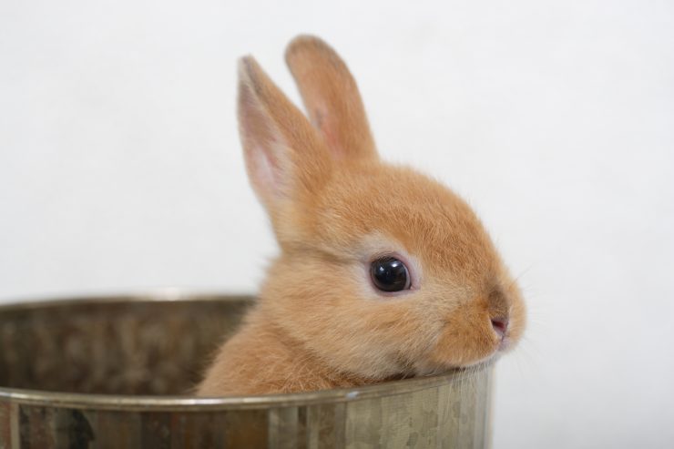 うさぎの画像