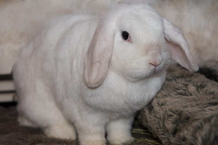 うさぎの性別はどうやって見分ける 性格に違いはある 一緒に暮らしやすいのはどっち うさぎとの暮らし大百科 うさぎの性別はどうやって見分ける 性格に違いはある 一緒に暮らしやすいのはどっち うさぎとの暮らし大百科