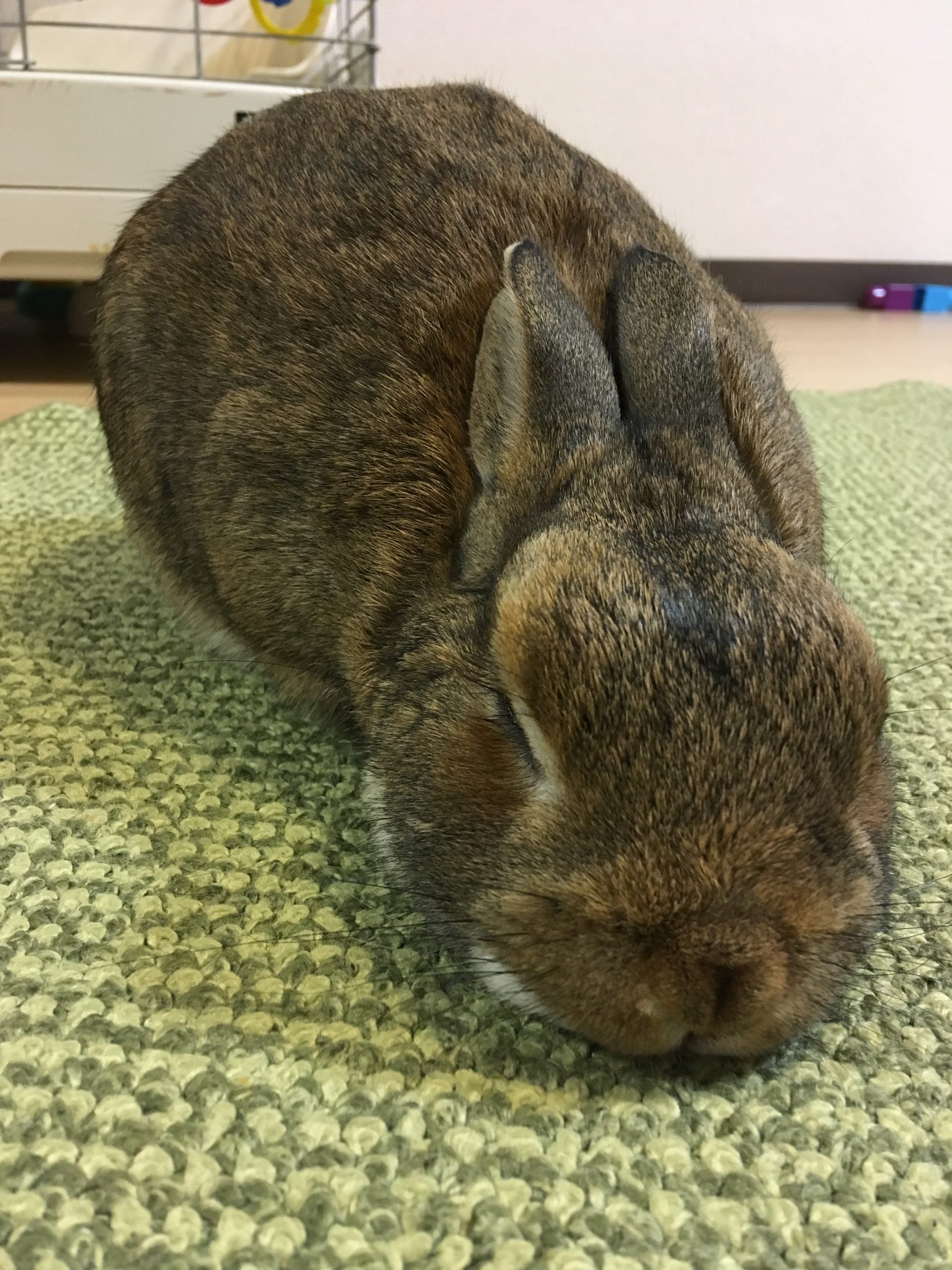 初心者の方向け うさぎパーフェクトガイド 種類 性別 生態 飼い方 用意するもの ごはん 遊び方は うさぎとの暮らし大百科