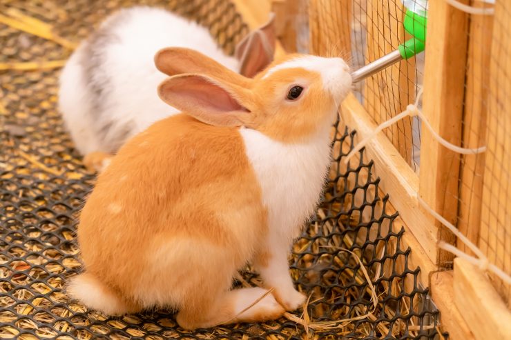 うさぎの飲み水はどんな水がいい 水の選び方と与え方の注意点 うさぎとの暮らし大百科