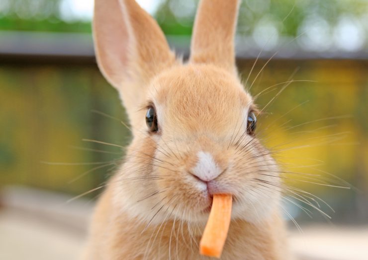 うさぎはにんじんが好き 実は嫌い にんじんの与え方と注意点につい徹底解説 うさぎとの暮らし大百科