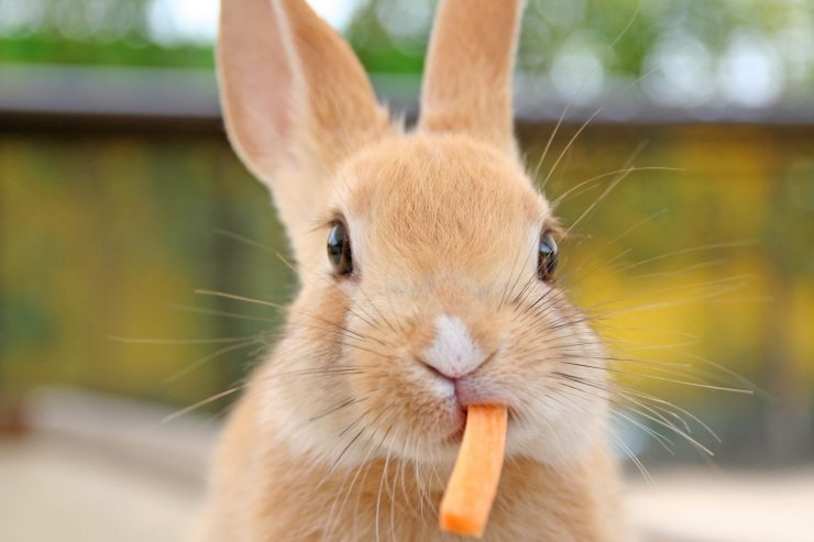 うさぎはにんじんが好き 実は嫌い にんじんの与え方と注意点につい徹底解説 うさぎとの暮らし大百科