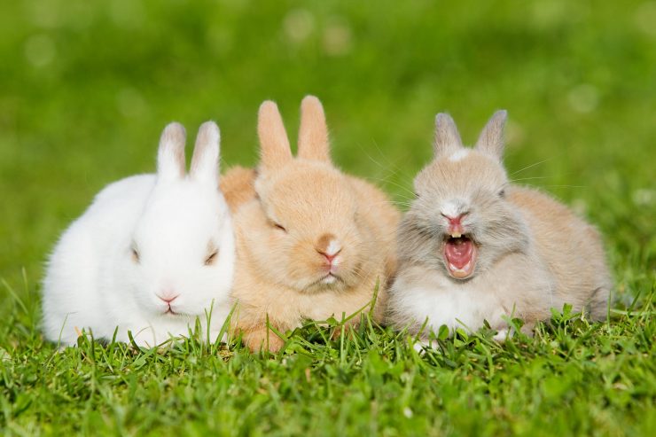 うさぎはどうやって数える 羽 匹 頭 うさぎの数え方について うさぎとの暮らし大百科