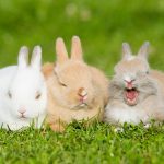 うさぎに爪切りは必要 爪切りをするときはどうしたらいい 必要な道具は うさぎとの暮らし大百科 うさぎに爪切りは必要 爪切りをするときはどうしたらいい 必要な道具は うさぎとの暮らし大百科