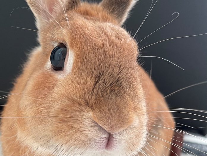 うさぎの角膜潰瘍ってどんな病気 原因や症状 治療法や予防法を徹底解説 うさぎとの暮らし大百科