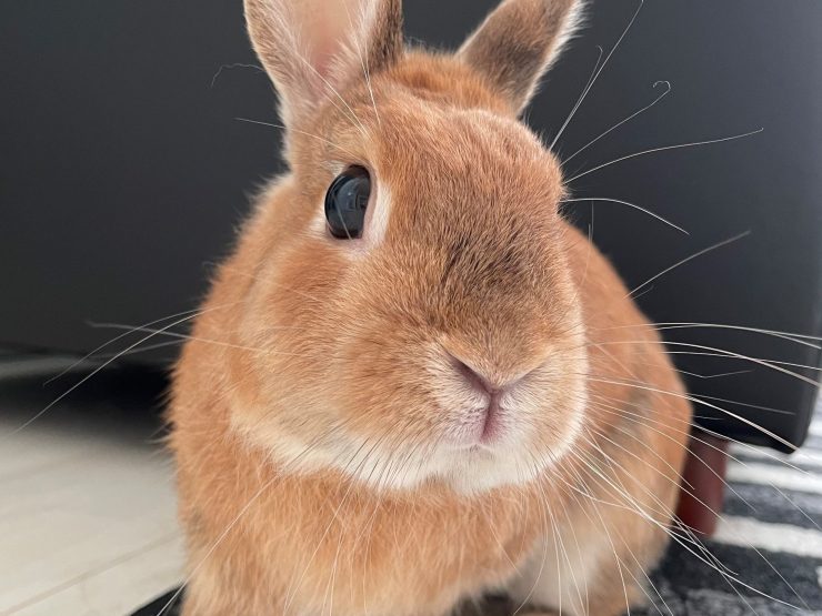 うさぎのヒゲって 何のためにあるの 切ったり抜いたりしてもいい うさぎのヒゲの疑問いろいろ うさぎとの暮らし大百科 うさぎのヒゲって 何のためにあるの 切ったり抜いたりしてもいい うさぎのヒゲの疑問いろいろ うさぎとの暮らし大百科