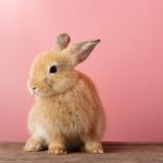 うさぎと一緒に遊ぶことはできる 遊び方を伝授 うさぎとの暮らし大百科 うさぎと一緒に遊ぶことはできる 遊び方を伝授 うさぎとの暮らし大百科