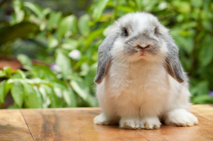 うさぎ