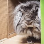 うさぎのソアホックってどんな病気 原因や症状 治療法や予防法を徹底解説 うさぎとの暮らし大百科 うさぎのソアホックってどんな病気 原因や症状 治療法や予防法を徹底解説 うさぎとの暮らし大百科