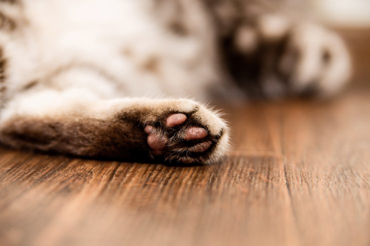 犬の肉球の画像