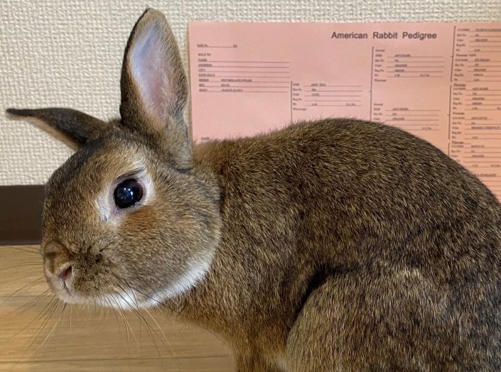 血統書と一緒に写るうさぎ