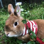 うさぎの性別はどうやって見分ける 性格に違いはある 一緒に暮らしやすいのはどっち うさぎとの暮らし大百科 うさぎの性別はどうやって見分ける 性格に違いはある 一緒に暮らしやすいのはどっち うさぎとの暮らし大百科