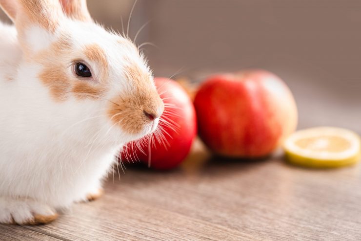 うさぎはりんごを食べられる？あげてもいい？与えるときの注意点は