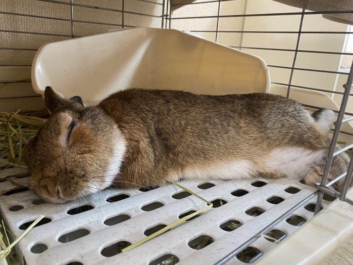 うさぎの飼い方は ごはんは ケージは 寂しいと死んじゃう うさぎとの暮らし大百科