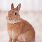 太ってるかも うさぎの肥満はどう見極める 肥満の原因とリスク 対策も うさぎとの暮らし大百科