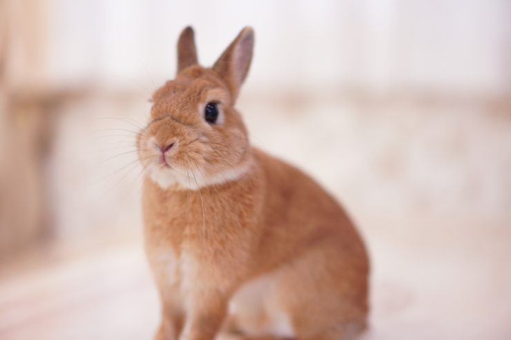 うさぎにペット保険が必要な５つの理由 うさぎと暮らすすべての人に知ってほしいこと うさぎとの暮らし大百科