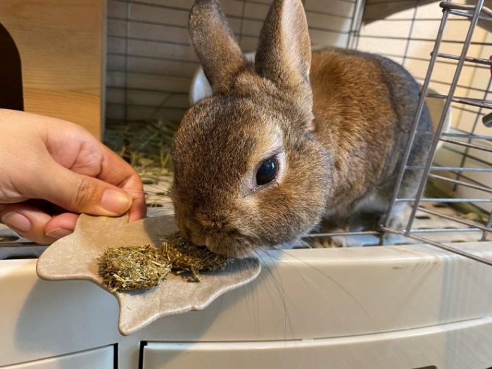 うさぎが牧草クッキーを食べる様子