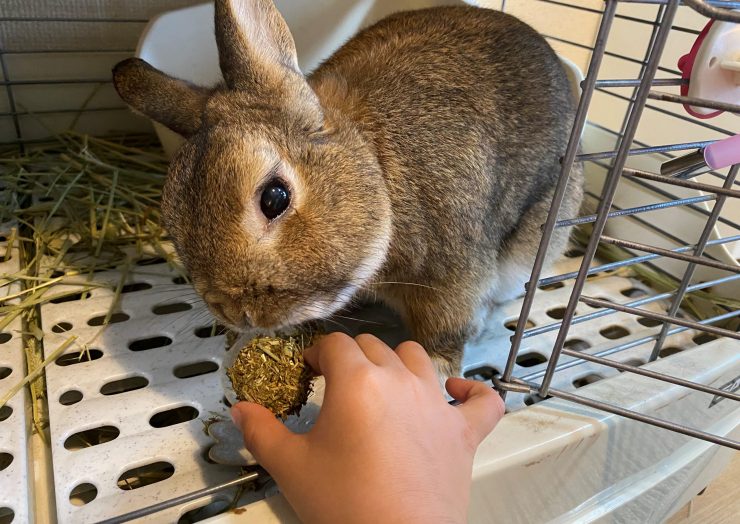 うさぎのための手作りヘルシーおやつ 牧草クッキーの作り方は 実際に作ってみた うさぎとの暮らし大百科