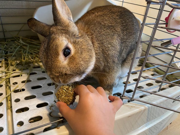 うさぎのための手作りヘルシーおやつ】牧草クッキーの作り方は？実際に
