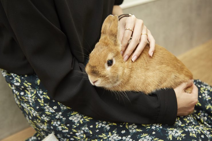 うさぎは抱っこが好き 抱っこのポイントや気を付けるべきことは うさぎとの暮らし大百科