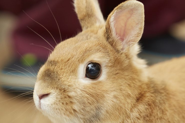 うさぎ