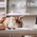 うさぎはどうやって数える 羽 匹 頭 うさぎの数え方について うさぎとの暮らし大百科