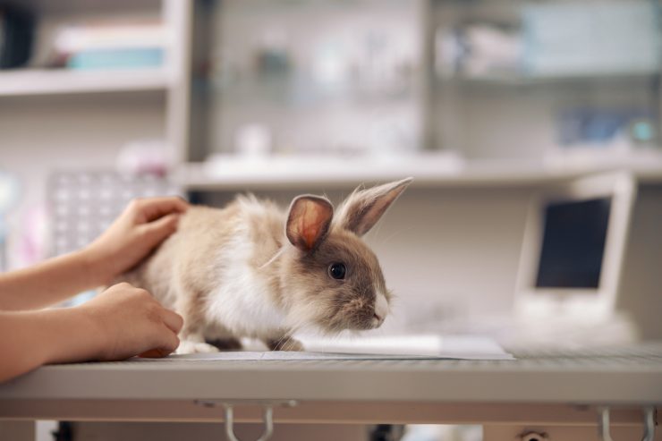うさぎの皮下腫瘍ってどんな病気 原因や症状 治療法や予防法を徹底解説 うさぎとの暮らし大百科 うさぎの皮下腫瘍ってどんな病気 原因や症状 治療法や予防法を徹底解説 うさぎとの暮らし大百科
