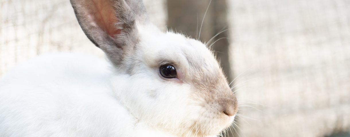 うさぎの平均寿命は何歳 寿命の長い種類 短い種類は ギネス記録は うさぎとの暮らし大百科