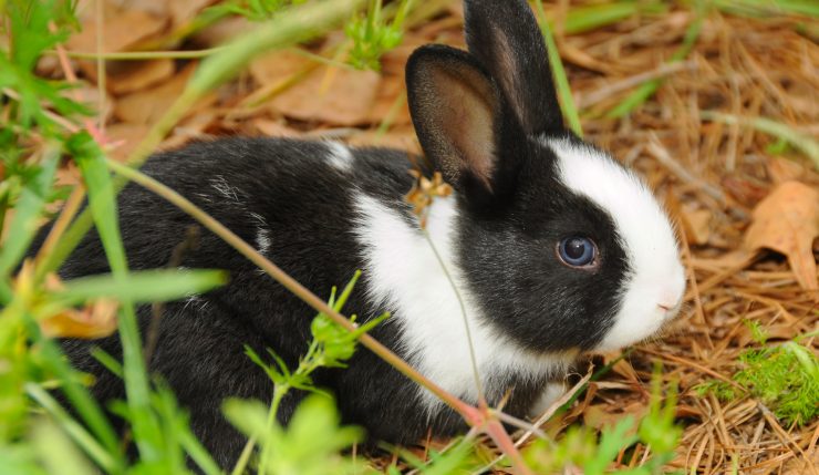 うさぎとの暮らし大百科 アニコム獣医師監修