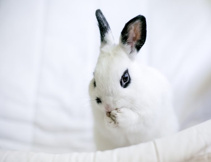 うさぎ