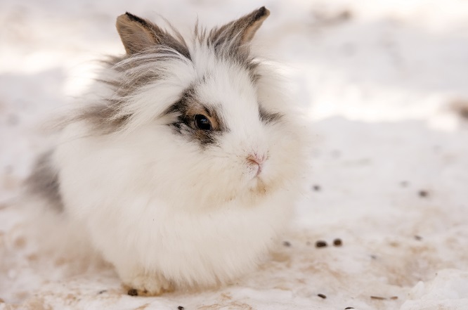 うさぎ