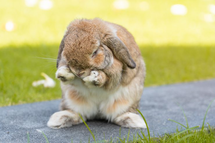毛づくろいするうさぎ