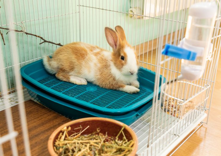 うさぎを飼う前の準備 ケージはどんなものを用意したらいい 噛んでしまうときはどうする うさぎとの暮らし大百科