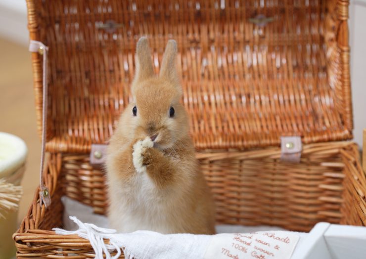 うさぎにはどんな特徴や習性がある ペットのうさぎはどんなところがかわいい うさぎとの暮らし大百科