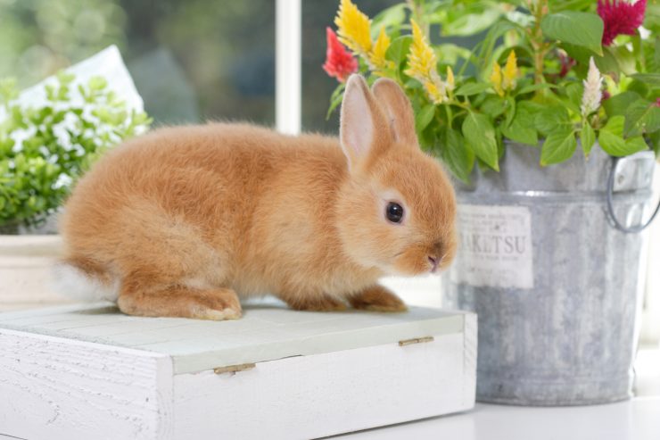 子うさぎ