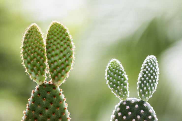 うさぎ好きなら知っておきたい 名前にうさぎがつく花や植物 うさぎとの暮らし大百科