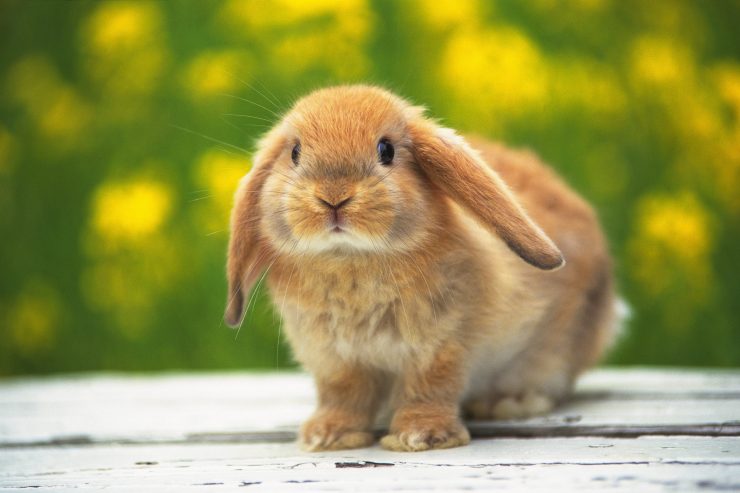 うさぎ好き必見！これだけは知っておきたい！うさぎ用語10選