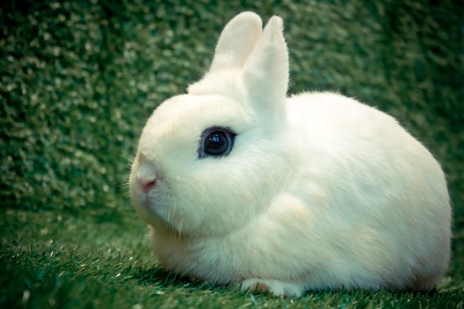 アイラインのうさぎ