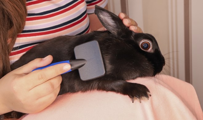 シラミ掃除中のうさぎ