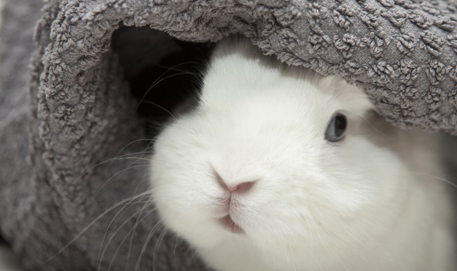 タオルに包まるうさぎ
