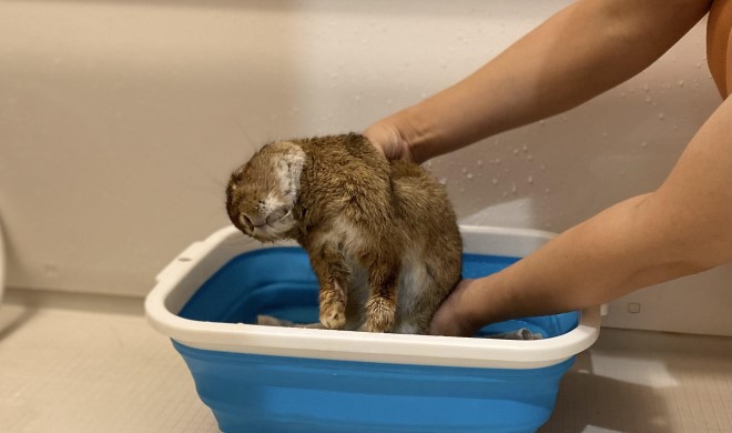 部分浴するうさぎ1