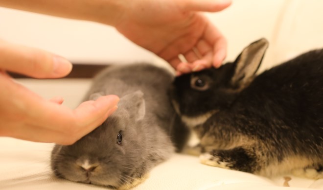 撫でられているうさぎ