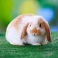 白茶のうさぎ