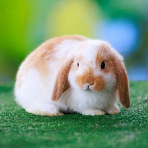 白茶のうさぎ